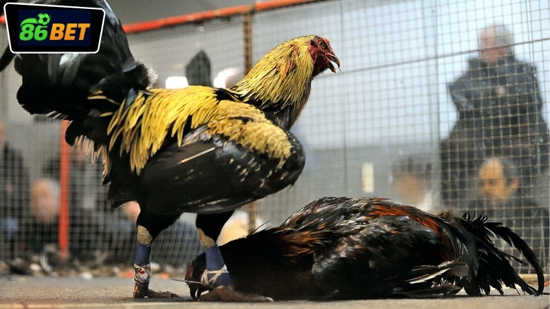 Giới thiệu dịch vụ đá gà Campuchia 86BET uy tín và chuyên nghiệp