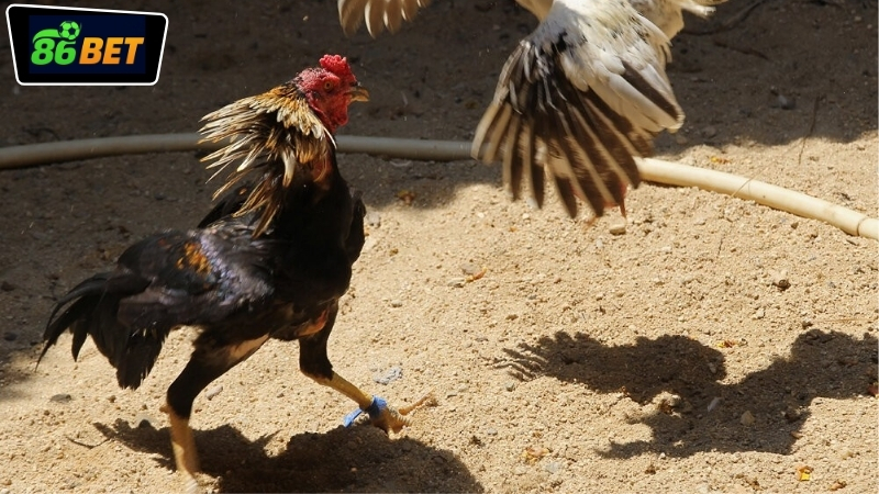 Trải nghiệm đá gà SV388 86BET với chất lượng livestream sắc nét