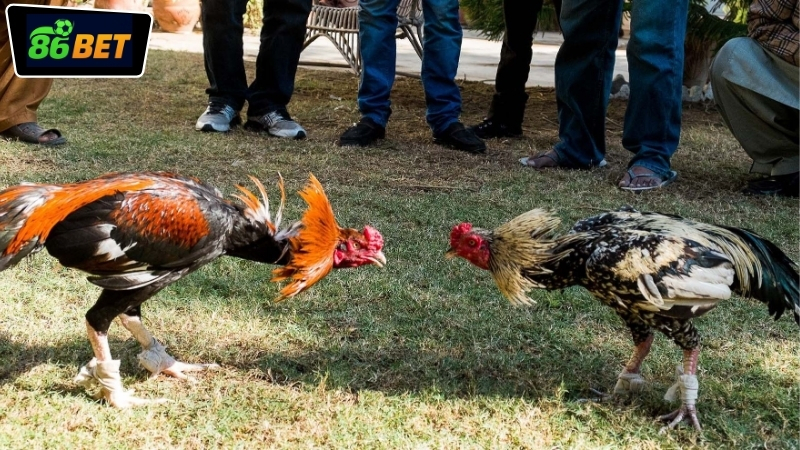 Kinh nghiệm thắng đá gà 86BET từ các cao thủ lâu năm