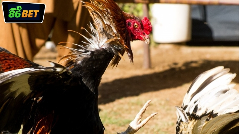 Giới thiệu live đá gà 86BET hôm nay cho người mới