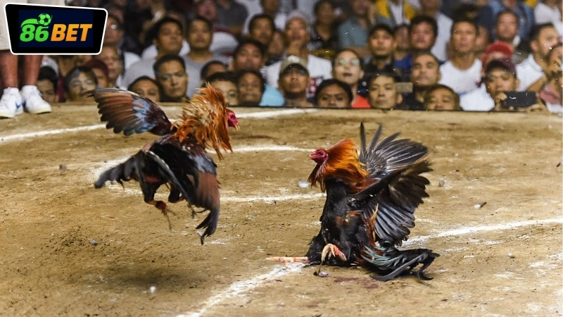 Lịch phát sóng live đá gà 86BET hôm nay 