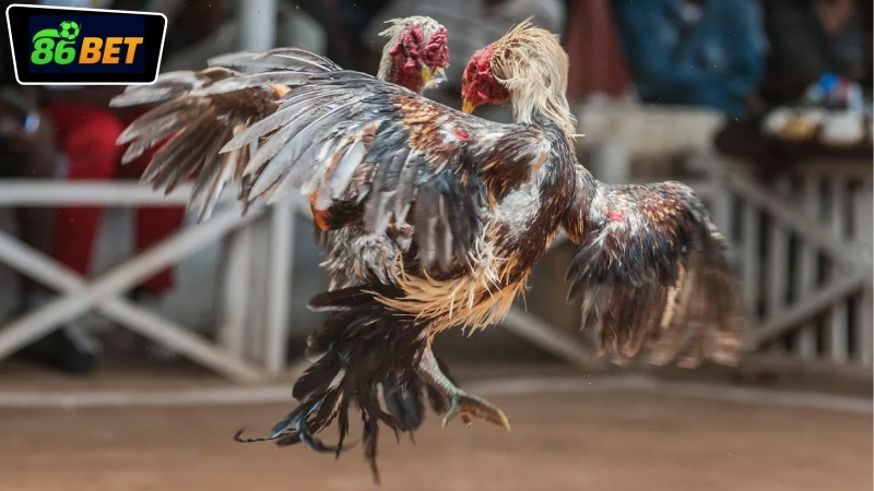 Cách đặt cược khi theo dõi live đá gà 86BET hôm nay