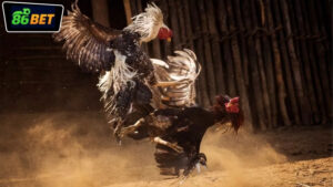 live-da-ga-86bet-hom-nay